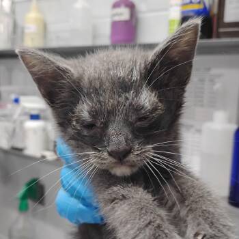 Gravy -  Domestic Short Hair Cat for Adoption in Summerville, South Carolina - Gravy | PetCurious