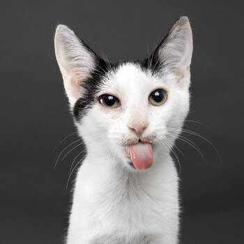 Lyla -  Domestic Short Hair Cat for Adoption in Franklin, Tennessee - Lyla | PetCurious