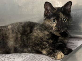 Dilute Tortoiseshell Cats Available for Adoption - Beans | PetCurious