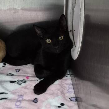 Psalm -  Domestic Short Hair Cat for Adoption in Ardmore, Oklahoma - Psalm | PetCurious