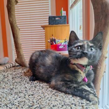 Domestic Short Hair Cats Available for Adoption in Brownsboro, Alabama - Chutney | PetCurious