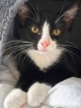 Sylvester -  Domestic Short Hair Cat for Adoption in Rochester, Washington - Sylvester | PetCurious
