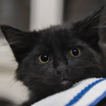 Jason -  Domestic Short Hair Cat for Adoption in Redwood City, California - Jason | PetCurious