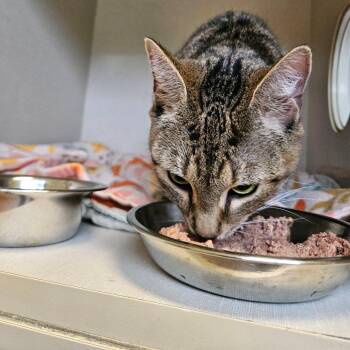 Nebula -  Domestic Short Hair Cat for Adoption in Conway, New Hampshire - Nebula | PetCurious