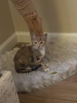Fern -  Domestic Short Hair Cat for Adoption in Evergreen, Colorado - Fern | PetCurious