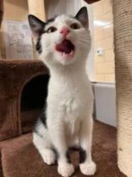 Rescue Domestic Short Hair Cats for Adoption in Renfrew, Pennsylvania - Bugs Bunny | PetCurious