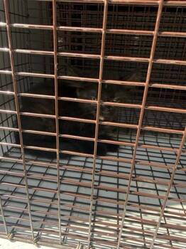 A660120 -  Domestic Short Hair Cat for Adoption in Houston, Texas - A660120 | PetCurious