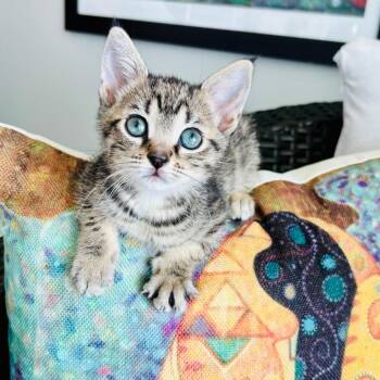 Premier -  Domestic Short Hair Cat for Adoption in Fort Lauderdale, Florida - Premier | PetCurious