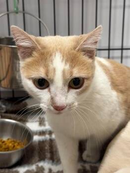 Domestic Short Hair Cats Available for Adoption - Faith | PetCurious