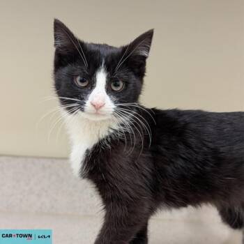 Domestic Short Hair Cats Available for Adoption - Sabrina Spellman | PetCurious