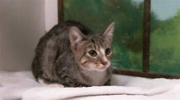 CONAN -  Domestic Short Hair Cat for Adoption in Houston, Texas - CONAN | PetCurious