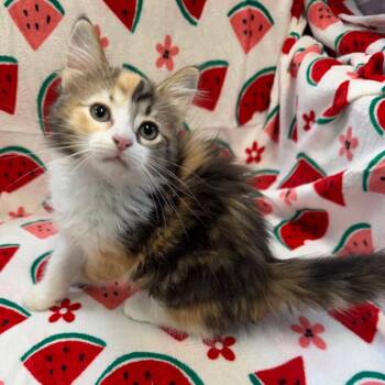 Peaches 37180 -  Domestic Long Hair Cat for Adoption in Kittanning, Pennsylvania - Peaches 37180 | PetCurious
