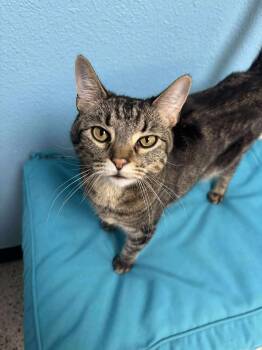 Domestic Short Hair and Tabby Cats Available for Adoption in Chandler, Arizona - Dexter Buttons | PetCurious