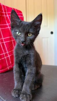 Edy -  Domestic Short Hair Cat for Adoption in Tucson, Arizona - Edy | PetCurious