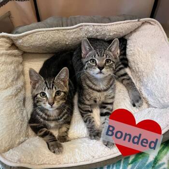 Trouble & Marby -  Domestic Short Hair Cat for Adoption in Ashland, Massachusetts - Trouble & Marby | PetCurious