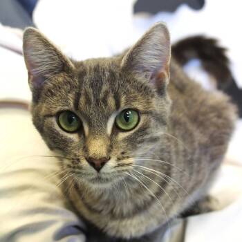 Rescue Domestic Short Hair Cats for Adoption in Washburn, Wisconsin - Stephanie | PetCurious
