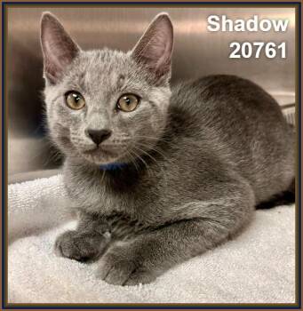 SHADOW (see also DUSK and TWILIGHT) -  Domestic Short Hair Cat for Adoption in Marietta, Georgia - SHADOW (see Also DUSK And TWILIGHT) | PetCurious