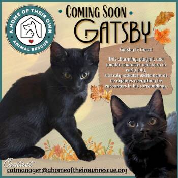 Gatsby -  Domestic Short Hair Cat for Adoption in Silver Spring, Maryland - Gatsby | PetCurious