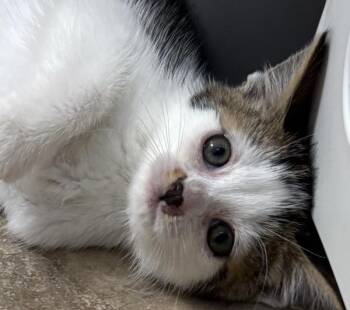 Domestic Short Hair Cats Available for Adoption in Vancouver, Washington - Gertie | PetCurious