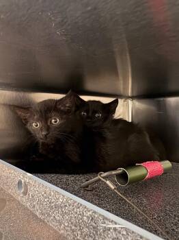 Domestic Short Hair Cats Available for Adoption in Johnson City, Tennessee - Licorice (Platinum) | PetCurious