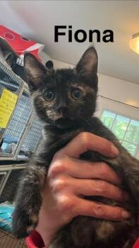 Domestic Short Hair Cats Available for Adoption in Millerstown, Pennsylvania - FIONA | PetCurious