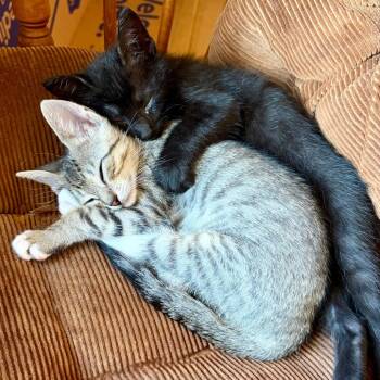 Wow Wow Wubzy 8 -  Domestic Short Hair Cat for Adoption in Austin, Texas - Wow Wow Wubzy 8 | PetCurious