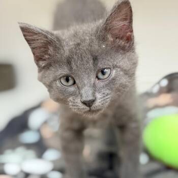Cider -  Domestic Short Hair Cat for Adoption in Champaign, Illinois - Cider | PetCurious