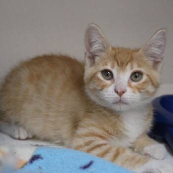 Thorn -  Domestic Short Hair Cat for Adoption in Champaign, Illinois - Thorn | PetCurious