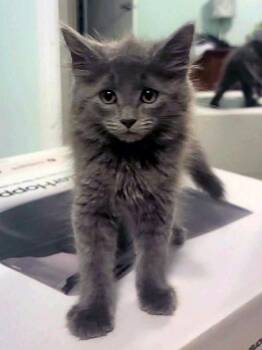 Marmalade -  Domestic Medium Hair Cat for Adoption in Virginia Beach, Virginia - Marmalade | PetCurious