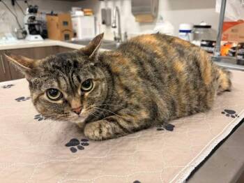 SUNNY -  Domestic Short Hair Cat Available for Adoption in Baytown, Texas - SUNNY | PetCurious