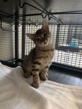 Rescue Domestic Short Hair Cats for Adoption in Sanford, Florida - Cricket | PetCurious