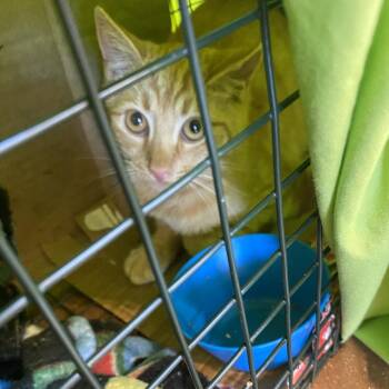 Daytona -  Domestic Short Hair Cat for Adoption in Lynchburg, Virginia - Daytona | PetCurious