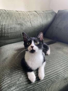 Rescue Domestic Short Hair Cats for Adoption in East Orange, New Jersey - Chaplain | PetCurious