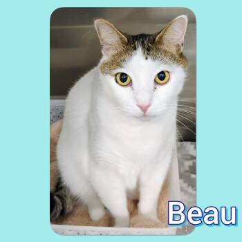 Domestic Short Hair Cats Available for Adoption in Tucson, Arizona - Beau | PetCurious