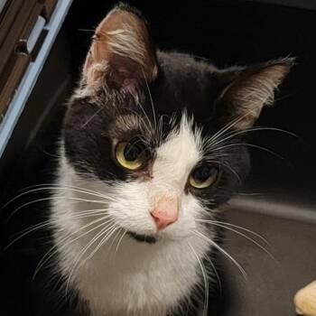Lena -  Domestic Short Hair Cat for Adoption in Baltimore, Maryland - Lena | PetCurious