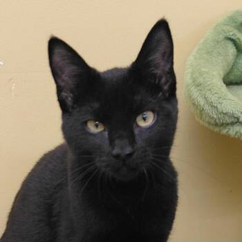 Twix -  Domestic Short Hair Cat for Adoption in Eugene, Oregon - Twix | PetCurious