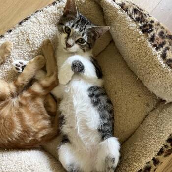 Toby (obsessed with laps) -  Domestic Short Hair Cat for Adoption in Satsuma, Alabama - Toby (obsessed With Laps) | PetCurious