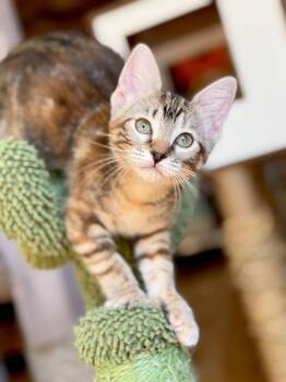 Rescue Domestic Short Hair Cats for Adoption in Fort Worth, Texas - Miso | PetCurious