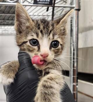 HOPE -  Domestic Short Hair Cat for Adoption in Fort Lauderdale, Florida - HOPE | PetCurious
