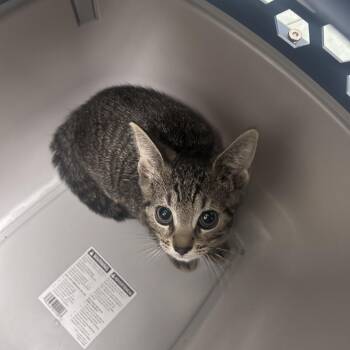 Pikachu -  Domestic Short Hair Cat for Adoption in Philadelphia, Pennsylvania - Pikachu | PetCurious