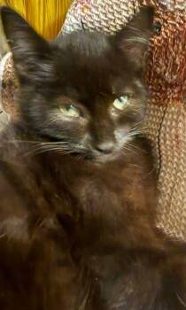 Hamlet -  Domestic Short Hair Cat for Adoption in Williamsport, Pennsylvania - Hamlet | PetCurious