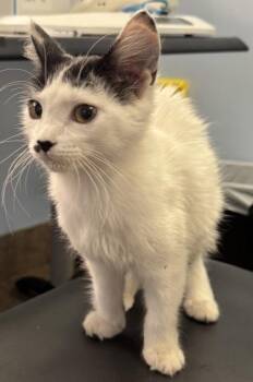 Eloise -  Domestic Short Hair Cat for Adoption in Gainesville, Florida - Eloise | PetCurious