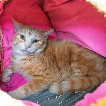 Domestic Short Hair Cats Available for Adoption - Bitsey | PetCurious