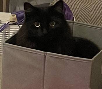 Vergie -  Domestic Long Hair Cat for Adoption in Battle Ground, Washington - Vergie | PetCurious