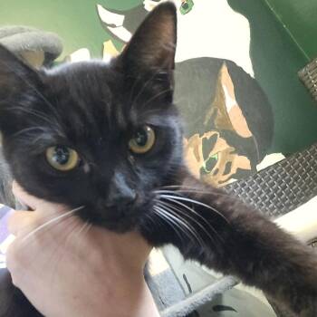 Opal (26-4618) -  Domestic Short Hair Cat for Adoption in Gordonsville, Tennessee - Opal (26-4618) | PetCurious
