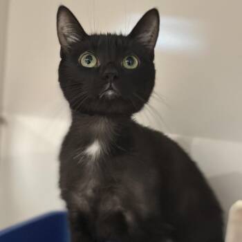 Kendra -  Domestic Short Hair Cat for Adoption in Matteson, Illinois - Kendra | PetCurious