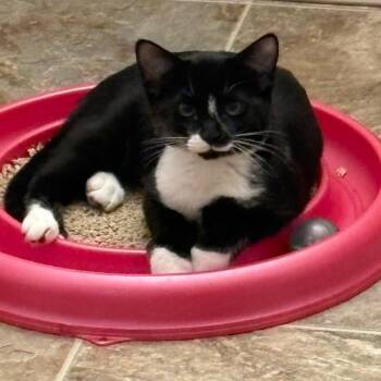 Aster -  Domestic Short Hair Cat for Adoption in Ashland, Oregon - Aster | PetCurious