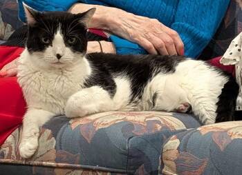 Spooky 0198 -  Domestic Short Hair Cat for Adoption in Dallas, Texas - Spooky 0198 | PetCurious