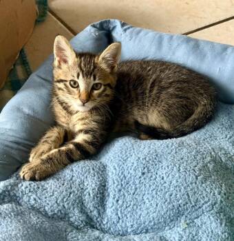 Yoshi -  Domestic Short Hair Cat for Adoption in Thousand Oaks, California - Yoshi | PetCurious