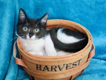 Chestnut -  Turkish Van and Tuxedo Cat for Adoption in St. Augustine, Florida - Chestnut | PetCurious